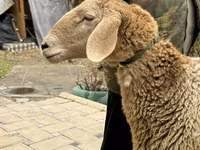 Owca, Arashan sheep — zdjęcie 2