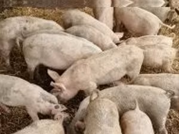 Қабан, 