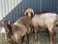 Schaf, Hissar sheep — Foto 4
