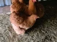 Chickens — الصورة 4