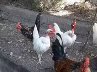 Chickens — photo 2