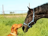 Horse (M), Hungarian horse breed — photo 2