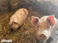 公猪, Pigs — 照片 4