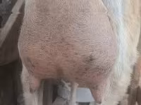公山羊, Alpine goat — 照片 6