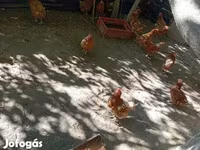 Danish hen — photo 2