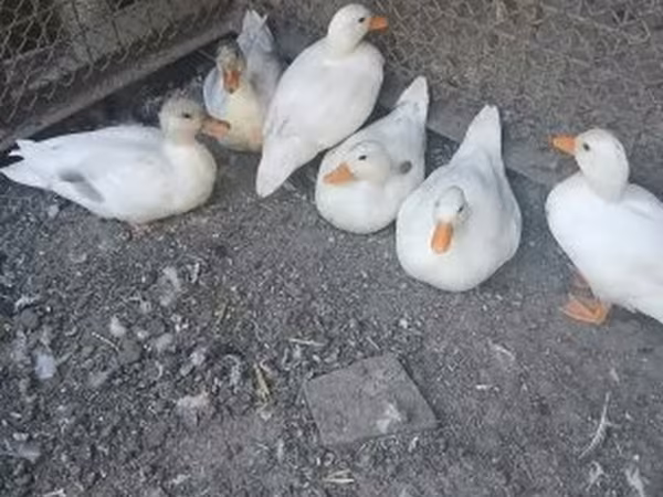 Ducks — Hungary