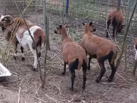 मेढ़ा, Cameroon sheep — फ़ोटो 1