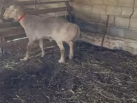 Baran, Edilbay sheep — zdjęcie 3