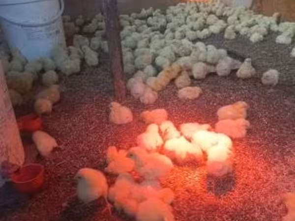 Chickens — Węgry