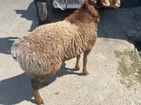 Sheep (batch, sex not specified), Sheep — photo 2