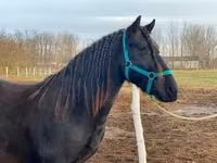 Koń, Friesian — zdjęcie 6