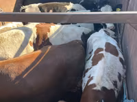 Krowa, Russian Black pied cattle — zdjęcie 3