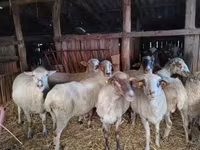 Sheep, Ile-de-France sheep — photo 8