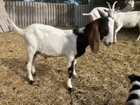 公山羊, Saanen goat — 照片 7