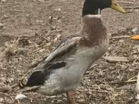 Geese — الصورة 5