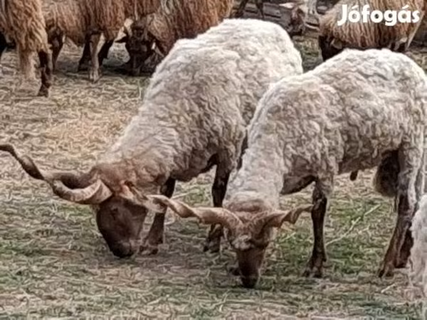 Kos, Racka sheep — Magyarország