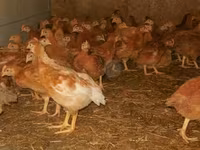 Chickens — photo 2
