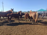 घोड़ा, Soviet Heavy draft — फ़ोटो 1