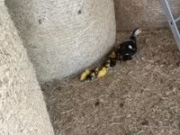 Ducks — फ़ोटो 7