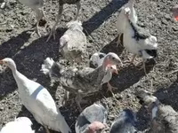 Turkeys — Foto 1
