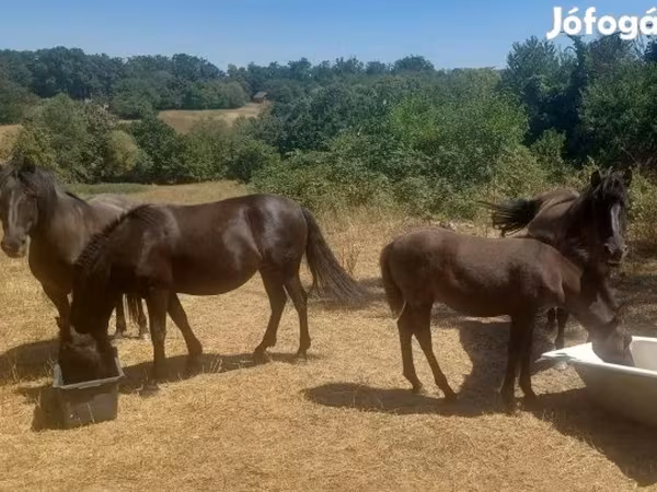 Kanca, Hucul pony — Magyarország
