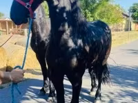 公马, Friesian — 照片 2