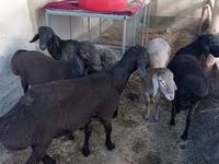 Qoç, Qoyunlar — foto 1