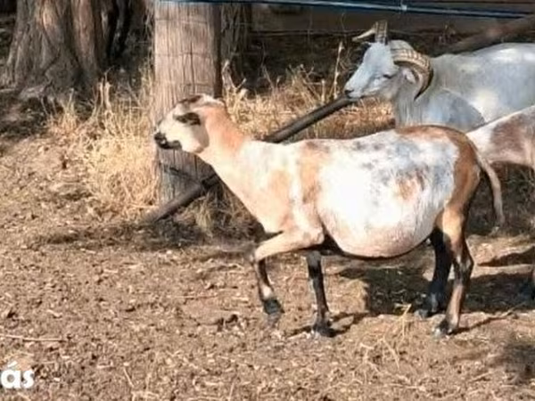 Juh, Cameroon sheep