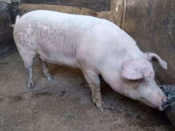 मादा सूअर, सूअर — हंगरी