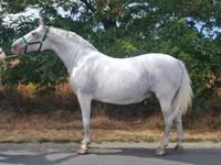 Yegua, Lipizzaner — foto 1