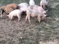 Pigs (batch, sex not specified), Pigs — photo 1