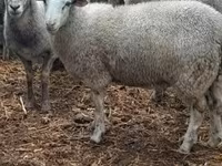 Schaf, Schafe — Foto 1