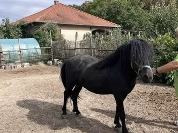 Hing, Welsh Cob — Magyarország