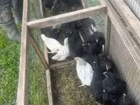 Danish hen — photo 3