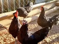 Australorp — foto 8