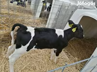 Vaca, Raza Holstein — foto 8