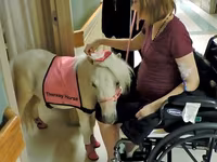 Kanca, Miniature horse — 1. fotó