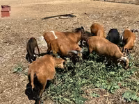 公羊, Cameroon sheep — 照片 3