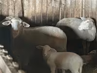 公羊, Sheep — 照片 2