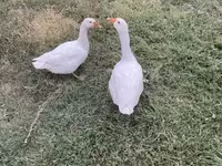 Geese — foto 4