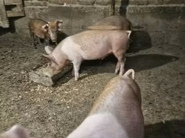 Prasata (šarže, pohlaví neuvedeno), Prasata — Maďarsko