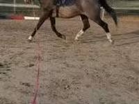 公马, Dutch warmblood horse — 照片 2