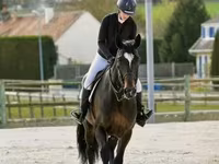 Hing, Belgian warmblood horse — 5. fotó