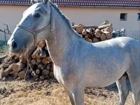 घोड़ा, Lipizzaner — फ़ोटो 4