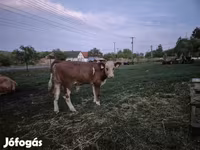 ثور, Simmental cattle — الصورة 3
