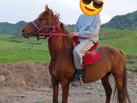 Hing, Anglo-Arabian — 2. fotó