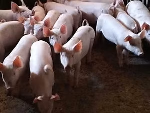 Schweine (Partie, Geschlecht nicht angegeben), Schweine — Ungarn