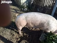 Boar, Pigs — photo 5