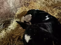 公牛, Cattle — 照片 1