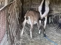 母山羊, Goats — 照片 2